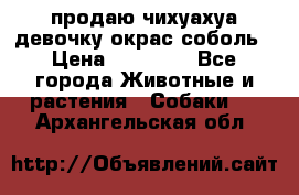 продаю чихуахуа девочку,окрас соболь › Цена ­ 25 000 - Все города Животные и растения » Собаки   . Архангельская обл.